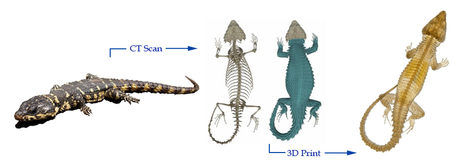 image of a lizard specimen, next to post scanned images of specimen (first one only skeleton, second entire specimen), next to image of enlarged 3D printing of specimen